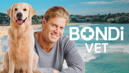 Bondi Vet EPG data