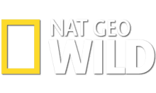 NationalGeographicWild.nl EPG data